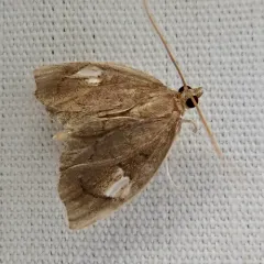 Titian Peale's Moth thumbnail 4
