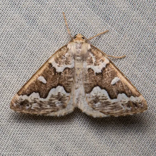 Gray Spruce Looper Moth