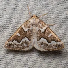 Gray Spruce Looper Moth thumbnail 1