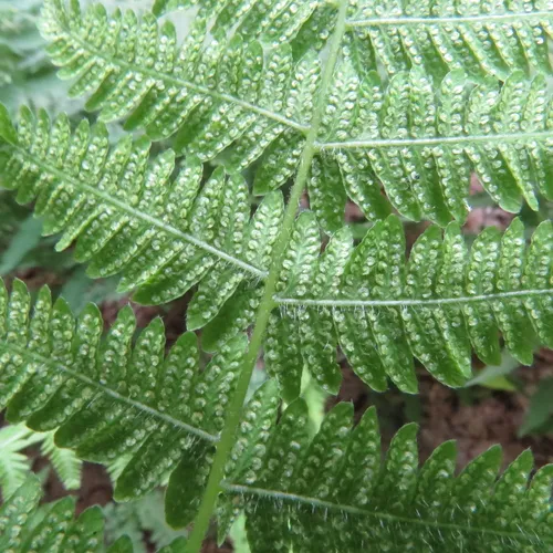 hay-scented fern