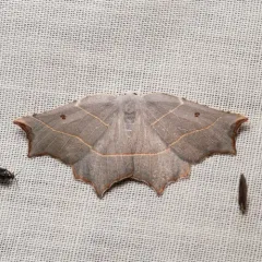 Pale Metanema Moth thumbnail 2