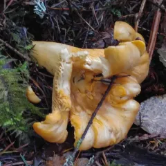 Pacific Golden Chanterelle thumbnail 2