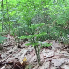 prickly tree-clubmoss thumbnail 4