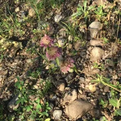lemon beebalm thumbnail 3