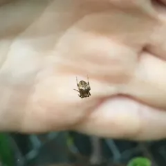 Arabesque Orbweaver thumbnail 2