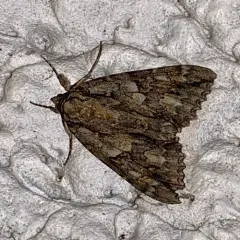 Mother Underwing Moth thumbnail 2