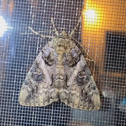 Penitent Underwing