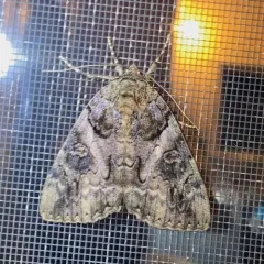 Penitent Underwing thumbnail 1