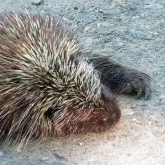 North American Porcupine thumbnail 4