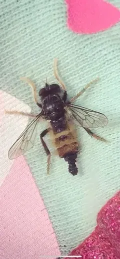 Cyrtopogon auratus thumbnail 2