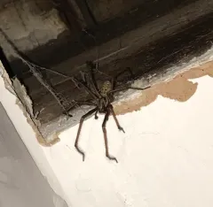 Giant House Spider thumbnail 2
