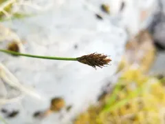 Anderson Sedge thumbnail 4