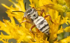 Triepeolus micropygius thumbnail 3