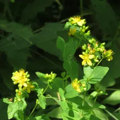 spotted St. John's wort thumbnail 4