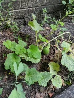 Muskmelon thumbnail 2