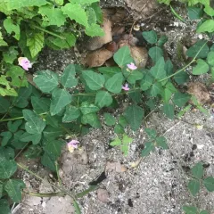 trailing fuzzy-bean thumbnail 2
