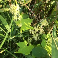 prickly cucumber thumbnail 2
