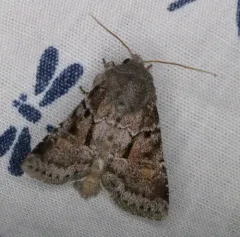 Small Brocade thumbnail 2