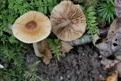 Inocybe intricata thumbnail 2