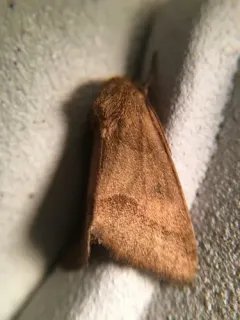 Slender Flower Moth thumbnail 3