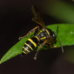 Gorytes simillimus thumbnail 1