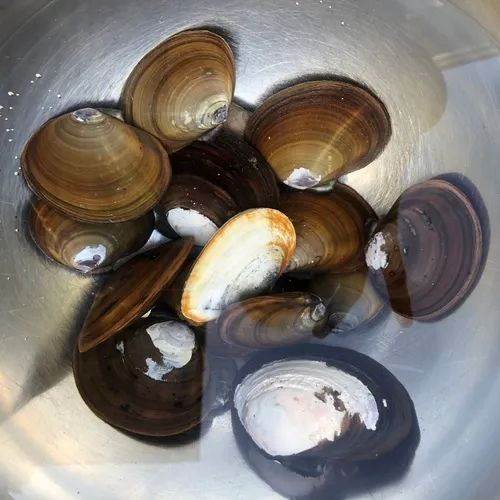 Purple Mahogany Clam