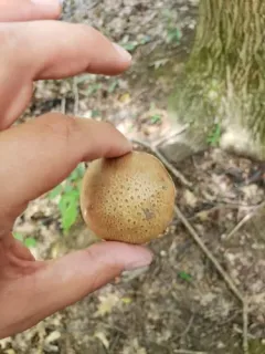 clustered brown bolete thumbnail 2