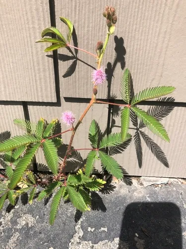 Sensitive Plant