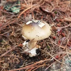 Brown American Star-footed Amanita thumbnail 4