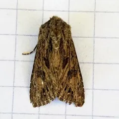 Anarta crotchii thumbnail 2