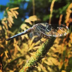 Blue Dasher thumbnail 2