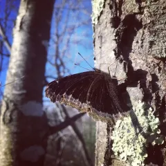 Mourning Cloak thumbnail 3