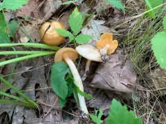 Entoloma flavifolium thumbnail 2
