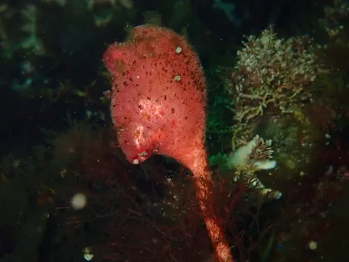 Stalked tunicate