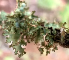 Trailrunner thumbnail 1