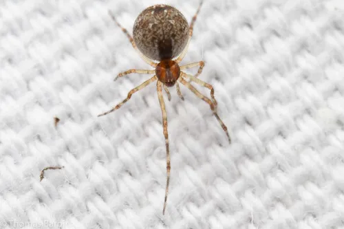 Ohlert's Cobweb Weaver
