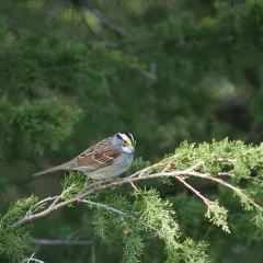 White-throated Sparrow thumbnail 2