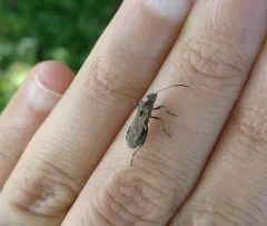 Alydus conspersus thumbnail 2