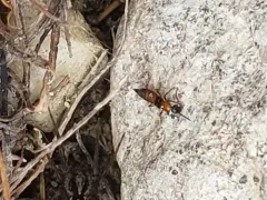 Shore Rove Beetle thumbnail 3