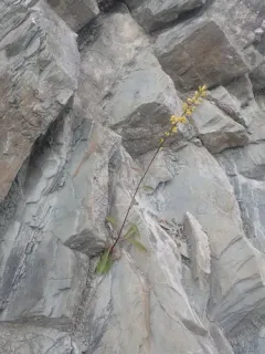 Racemose Goldenrod thumbnail 3