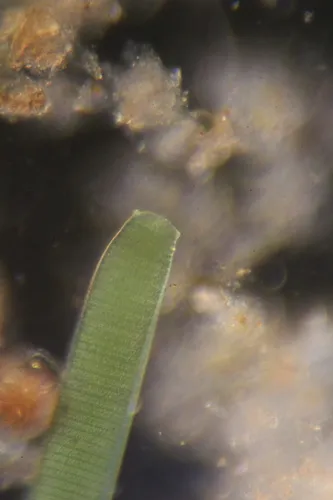 Oscillatoria princeps