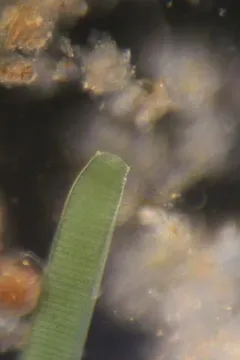 Oscillatoria princeps thumbnail 1