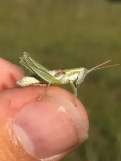 Cudweed Grasshopper thumbnail 1
