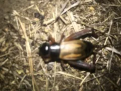 Sand Field Cricket thumbnail 2