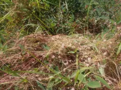 Clover Dodder thumbnail 2