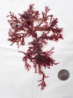 Odonthalia dentata thumbnail 2