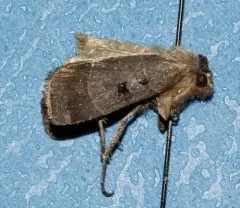 Collared Dart thumbnail 2