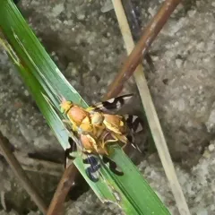 Walnut Husk Maggot Fly thumbnail 3