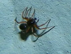 Enoplognatha thoracica thumbnail 4