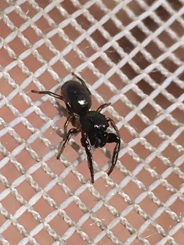 Paradamoetas fontanus